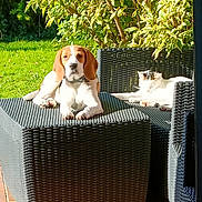 Vick participe au concours pour gagner de l'argent avec cette photo : animal, beagle, canine, cat, chair, couch, cushion, dog, flagstone, furniture, grass, hound, leaf, path, pet, plant, pottedplant, puppy, tree, walkway