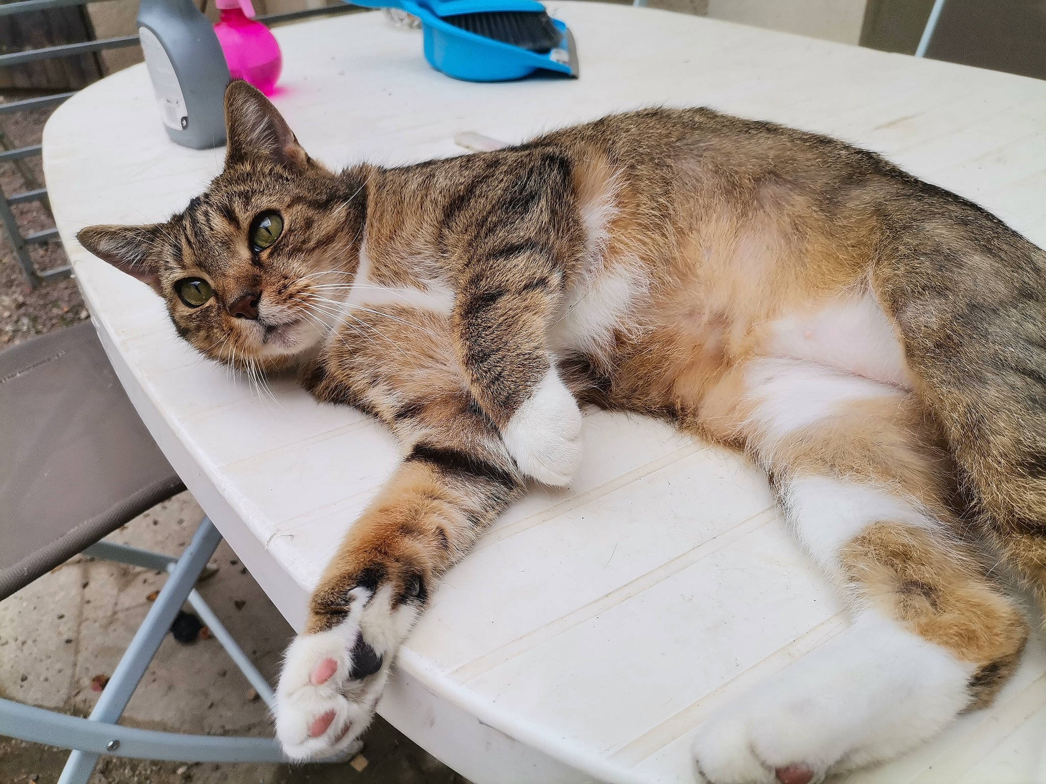 Haly a rejoint le concours — aidez-le/la à gagner de superbes lots ! aegean_cat, american_shorthair, asian, australian_mist, carnivore, cat, domestic_short_haired_cat, dragon_li, european_shorthair, felidae, fur, kitten, mammal, paw, small_to_medium_sized_cats, tabby_cat, tail, whiskers, wild_cat