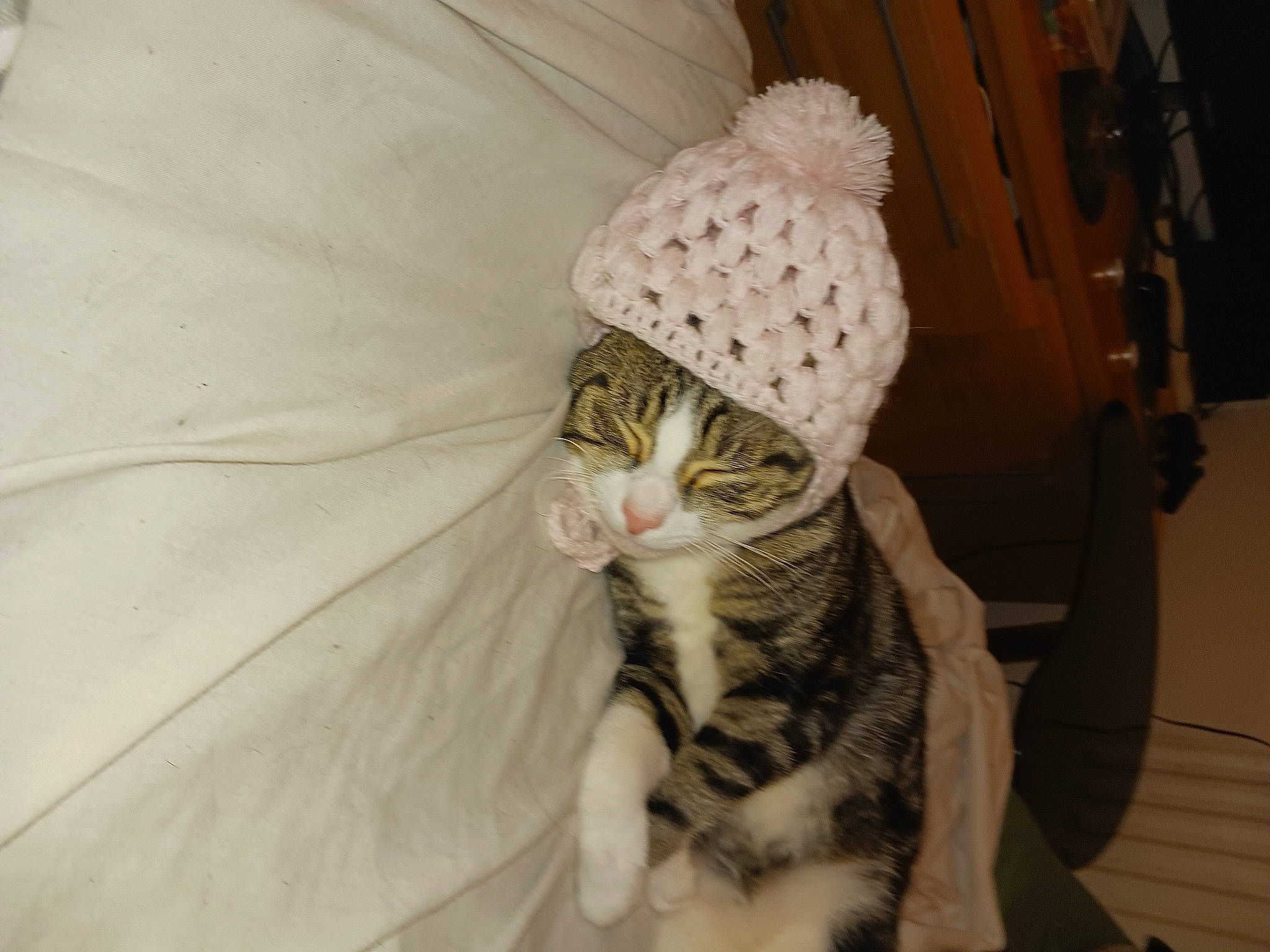 Socks joined the competition — help win amazing prizes! art, cap, carnivore, cat, comfort, fawn, felidae, glasses, hat, knit_cap, linens, plant, small_to_medium_sized_cats, snout, sunglasses, tail, textile, whiskers, wood, woolen