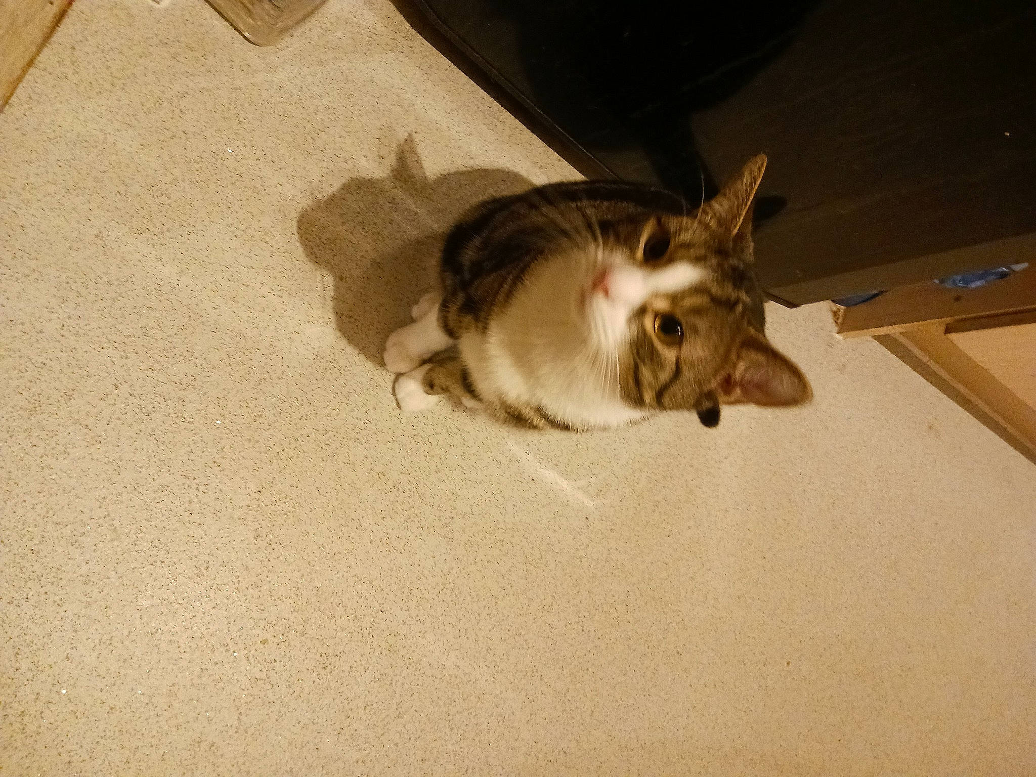 Socks joined the competition — help win amazing prizes! canidae, carnivore, cat, claw, companion_dog, computer_keyboard, dog_breed, domestic_short_haired_cat, fawn, felidae, flooring, fur, hardwood, paw, small_to_medium_sized_cats, snout, sporting_group, tail, whiskers, wood