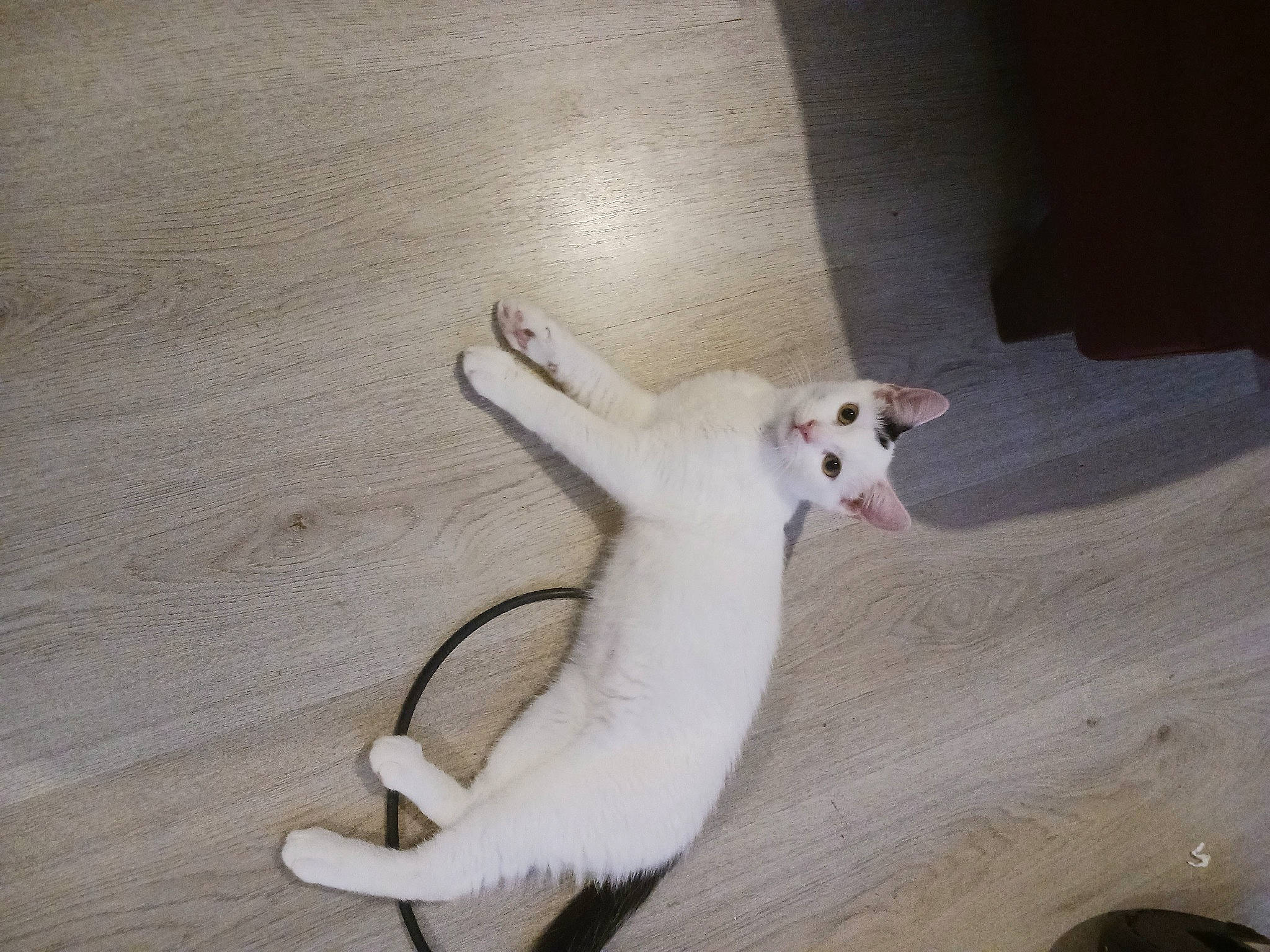 Gizmo And Thunper is registered to the contest to win money with this photo: canidae, carnivore, cat, claw, comfort, companion_dog, dog_breed, domestic_short_haired_cat, fawn, felidae, flooring, fur, hardwood, paw, small_to_medium_sized_cats, snout, tail, terrestrial_animal, whiskers, wood