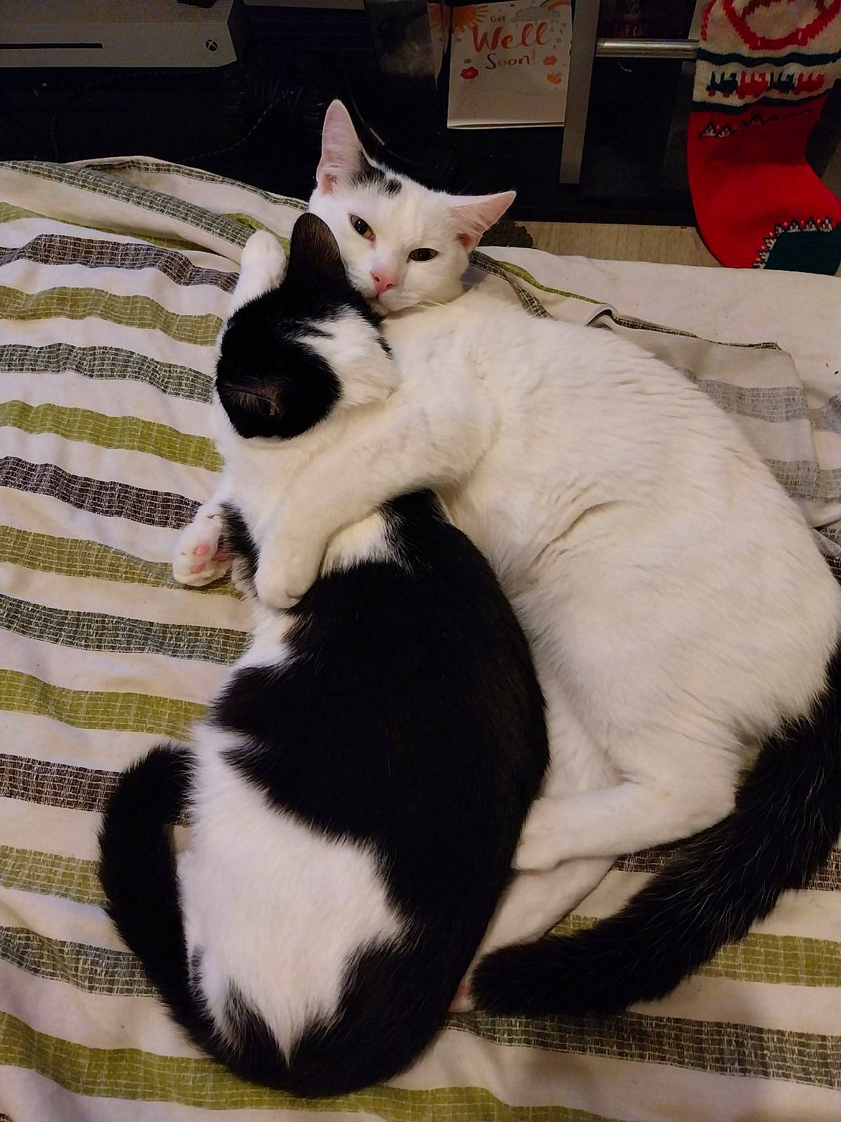 Gizmo And Thunper is registered to the contest to win money with this photo: carnivore, cat, claw, comfort, domestic_short_haired_cat, felidae, fur, lap, mammal, paw, small_to_medium_sized_cats, snout, tail, vertebrate, whiskers