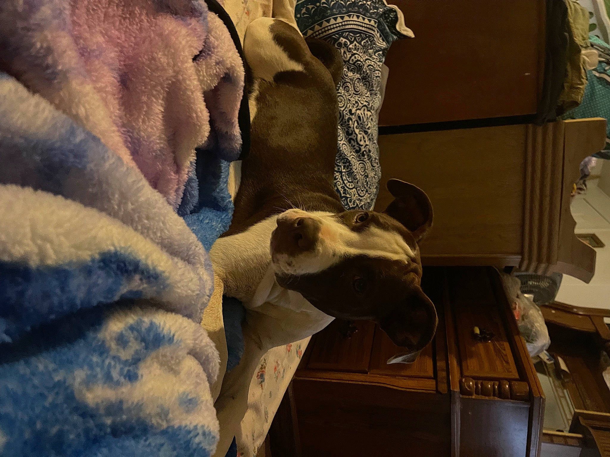 Sadie is registered to the contest to win money with this photo: art, canidae, carnivore, comfort, dog, dog_breed, fawn, felidae, fur, linens, sculpture, small_to_medium_sized_cats, snout, sporting_group, statue, visual_arts, whiskers, window, wood, working_animal