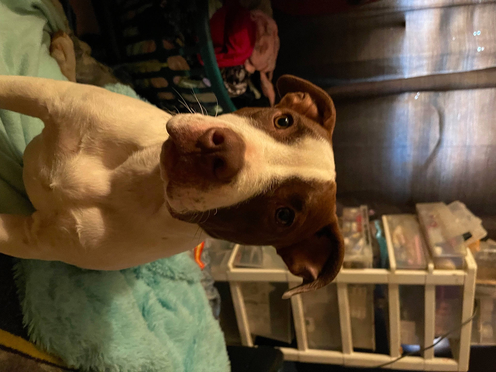 Sadie is registered to the contest to win money with this photo: canidae, carnivore, chest, companion_dog, dog, dog_breed, fawn, flesh, fur, gesture, guard_dog, meat, navel, non_sporting_group, selfie, service, snout, sporting_group, whiskers, working_animal