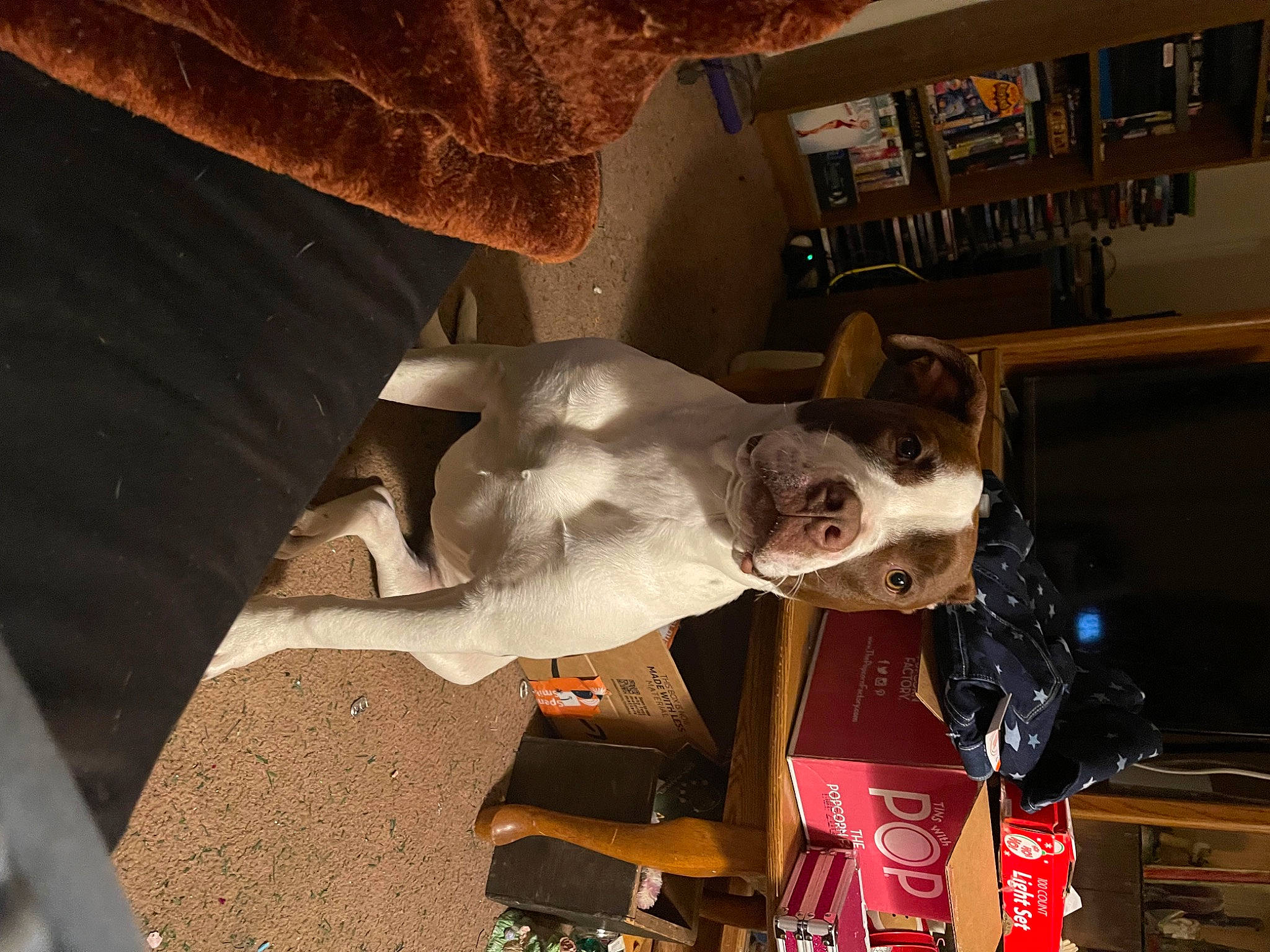 Sadie is registered to the contest to win money with this photo: art, bone, canidae, carmine, carnivore, companion_dog, dog, dog_breed, fawn, felidae, fictional_character, fur, non_sporting_group, personal_protective_equipment, room, sculpture, small_to_medium_sized_cats, snout, sporting_group, whiskers