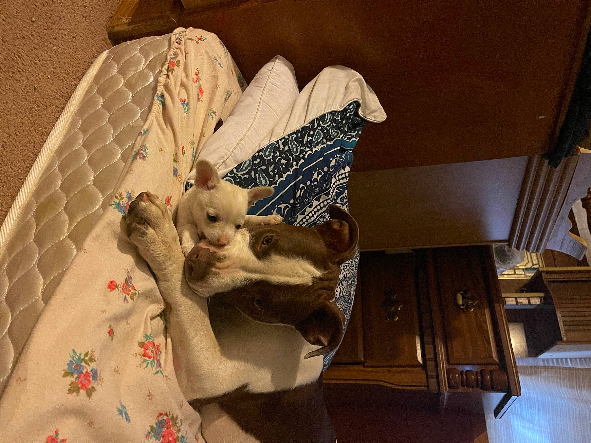 Sadie is registered to the contest to win money with this photo: bed, bed_sheet, bedding, bedroom, cabinetry, comfort, drawer, fawn, felidae, flooring, fur, hardwood, linens, room, small_to_medium_sized_cats, stuffed_toy, textile, toy, whiskers, wood
