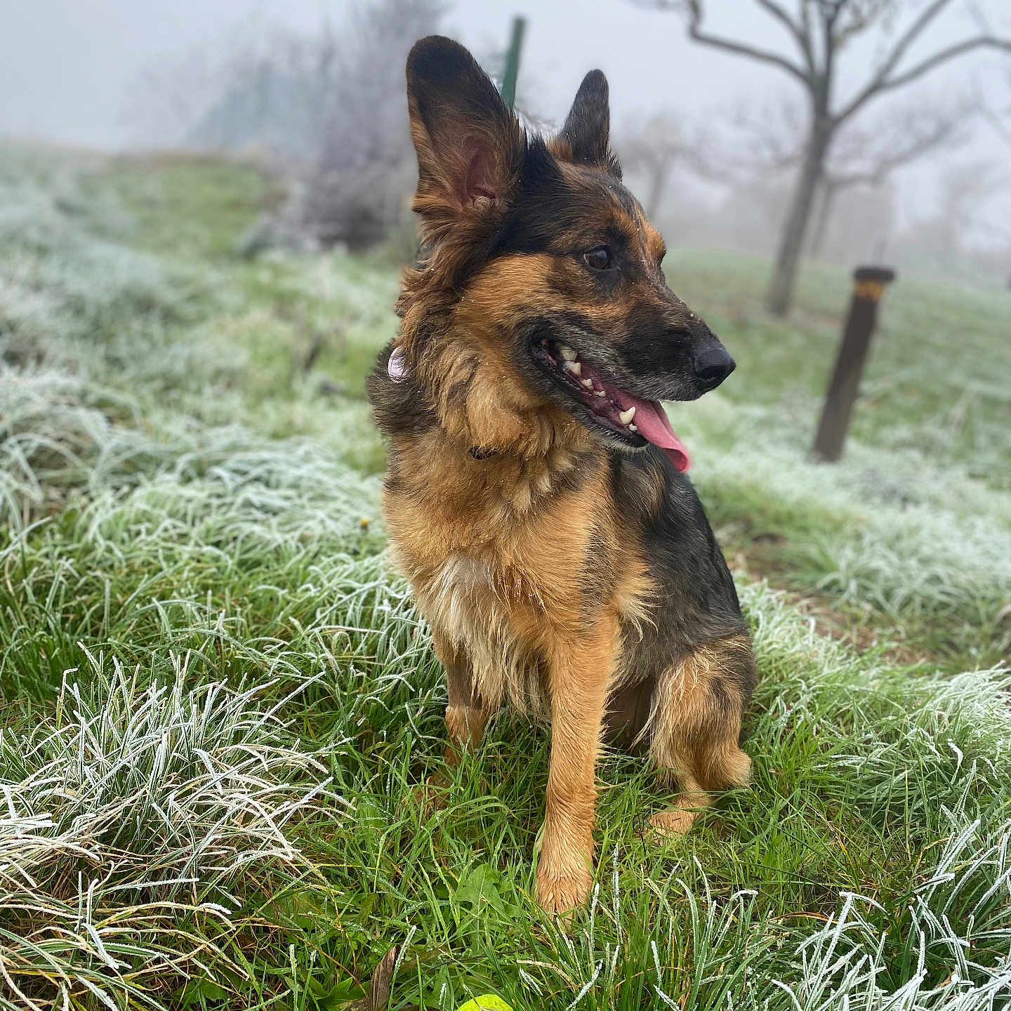 Luna participe au concours pour gagner de l'argent avec cette photo : animal, background, canine, cold, dog, ears, frost, frosty_grass, grass, mist, nature, outdoor, pet, playful, post, sitting, tennis_ball, tongue, tree, winter