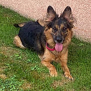 Luna a rejoint le concours — aidez-le/la à gagner de superbes lots ! animal, black, brown, canine, collar, dog, ears, friendly, fur, grass, lying_down, muzzle, nature, outdoor, pet, pink_collar, playful, sunlight, tongue_out, wall