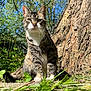 Angel is registered to the contest to win money with this photo: cat, tabby, outdoor, tree, greenery, sunlight, nature, animal, pet, grass, leaves, closeup, daylight, mammal, feline, wildlife, portrait, sitting, blue_sky, whiskers