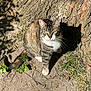 Angel is registered to the contest to win money with this photo: cat, tabby, outdoor, tree_trunk, shadow, dirt, greenery, sunlight, nature, animal, pet, whiskers, fur, curious, sitting, ground, leaf, daylight, closeup, mammal
