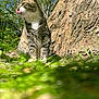 cat, tabby_cat, grass, tree_trunk, outdoor, nature, sunlight, animal, pet, feline, tongue_out, greenery, leafy, daylight, closeup, mammal, whiskers, curious, sitting, garden