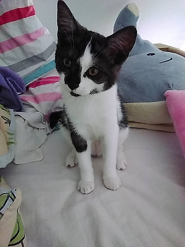 Salsa a rejoint le concours — aidez-le/la à gagner de superbes lots ! bedding, carnivore, cat, claw, comfort, domestic_short_haired_cat, felidae, foot, fur, human_leg, lap, linens, pattern, paw, sitting, small_to_medium_sized_cats, snout, tail, whiskers