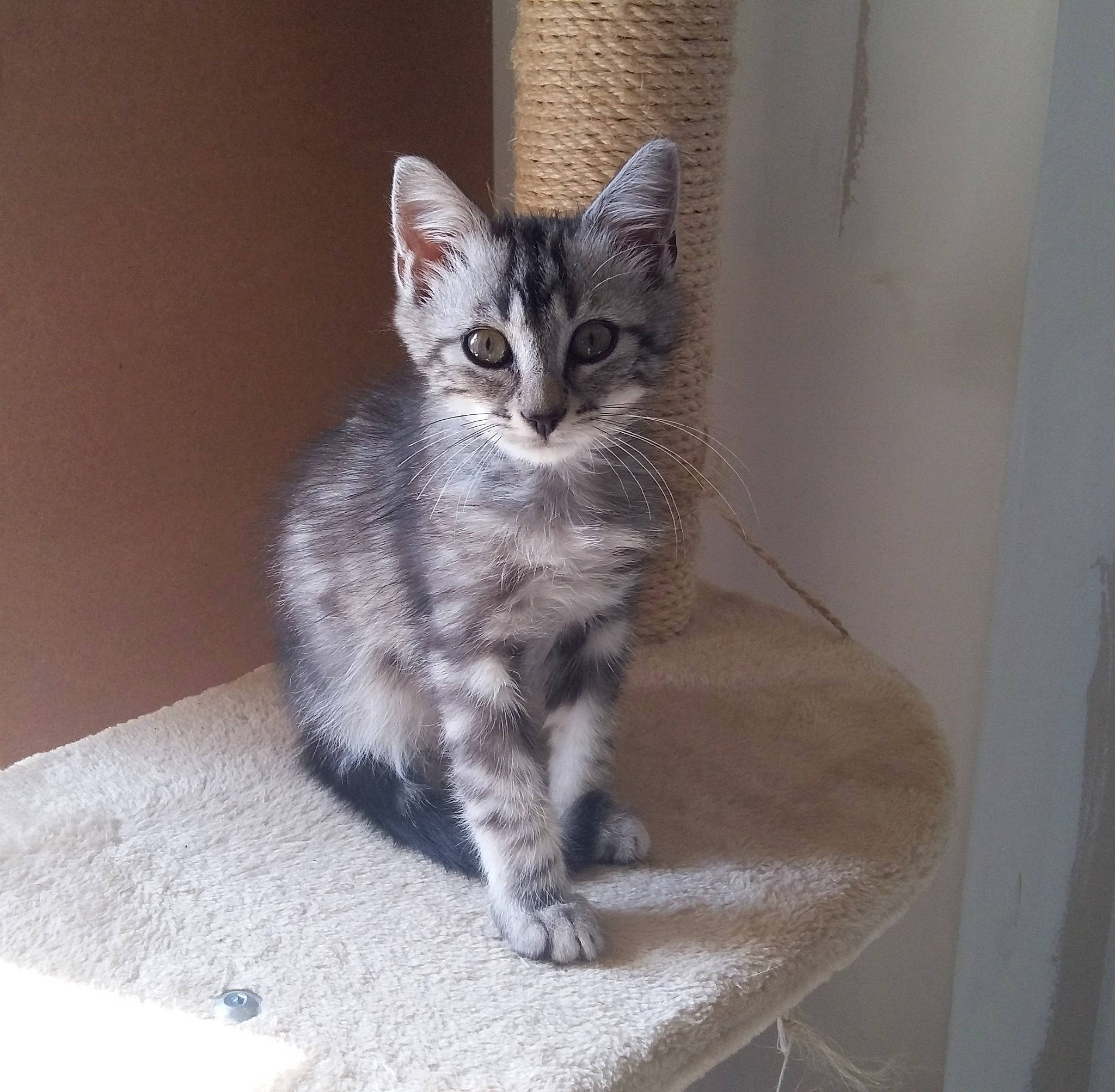 Mousse participe au concours pour gagner de l'argent avec cette photo : carnivore, cat, claw, domestic_short_haired_cat, felidae, fur, grey, paw, small_to_medium_sized_cats, snout, tail, whiskers, window