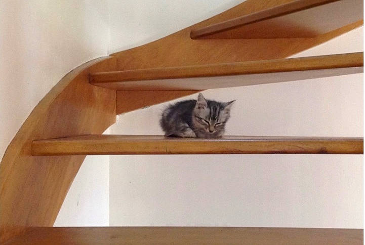 Mousse a rejoint le concours — aidez-le/la à gagner de superbes lots ! brown, carnivore, cat, cat_supply, ceiling, domestic_short_haired_cat, felidae, flooring, hardwood, plywood, rectangle, room, shelf, shelving, small_to_medium_sized_cats, tail, whiskers, window, wood, wood_stain