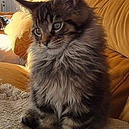 Arry-Beau a rejoint le concours — aidez-le/la à gagner de superbes lots ! kitten, cat, fluffy, feline, pet, indoors, couch, blanket, fur, ears, whiskers, cute, young, cozy, sunlight, living_room, window, cushion, domestic_animal, mammal