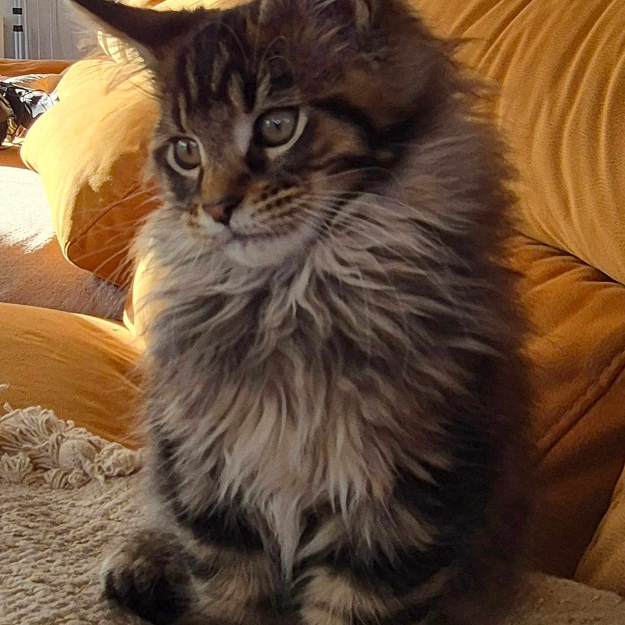 Arry-Beau a rejoint le concours — aidez-le/la à gagner de superbes lots ! blanket, cat, couch, cozy, cushion, cute, domestic_animal, ears, feline, fluffy, fur, indoors, kitten, living_room, mammal, pet, sunlight, whiskers, window, young