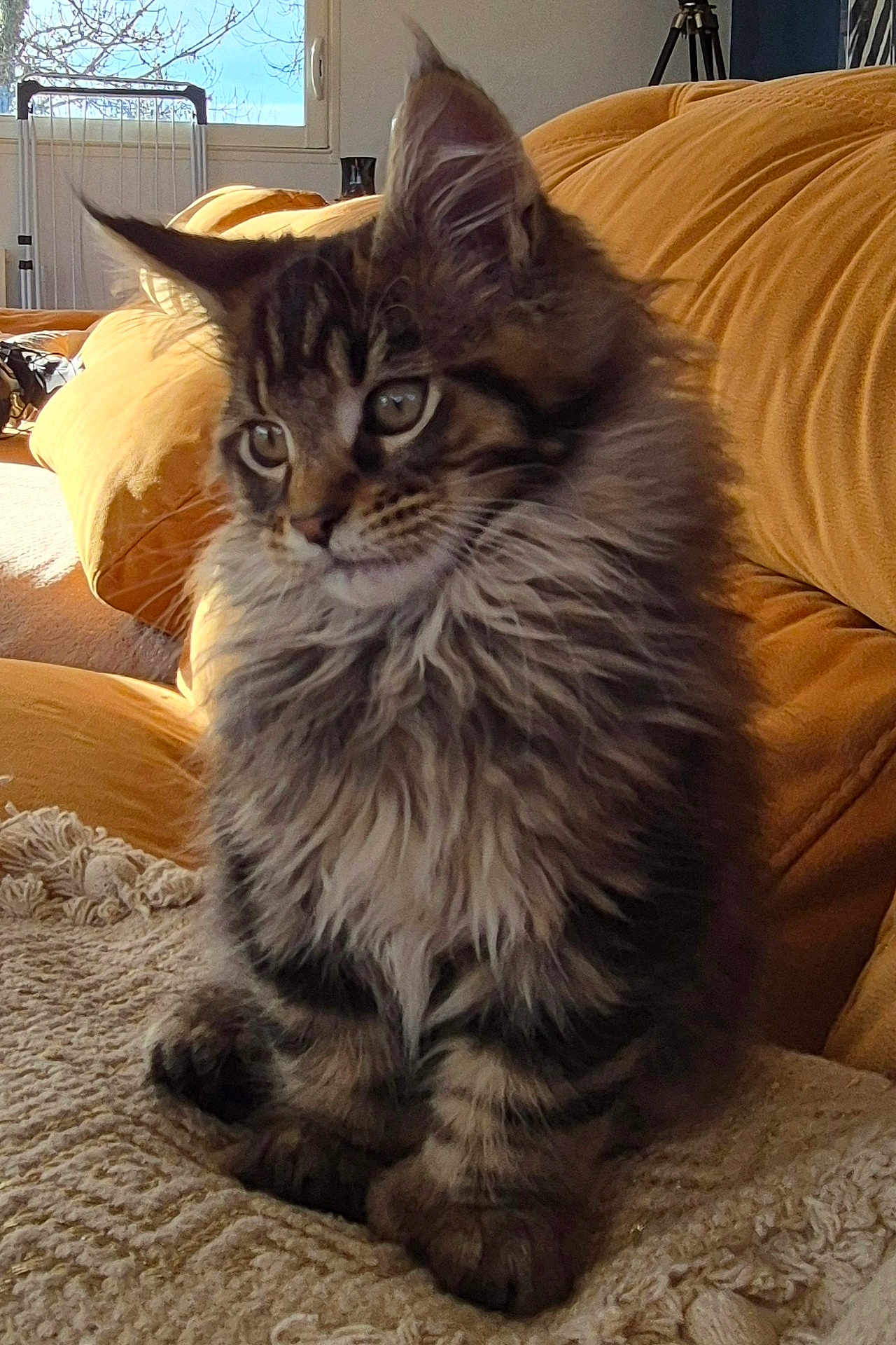 Arry-Beau a rejoint le concours — aidez-le/la à gagner de superbes lots ! kitten, cat, fluffy, feline, pet, indoors, couch, blanket, fur, ears, whiskers, cute, young, cozy, sunlight, living_room, window, cushion, domestic_animal, mammal