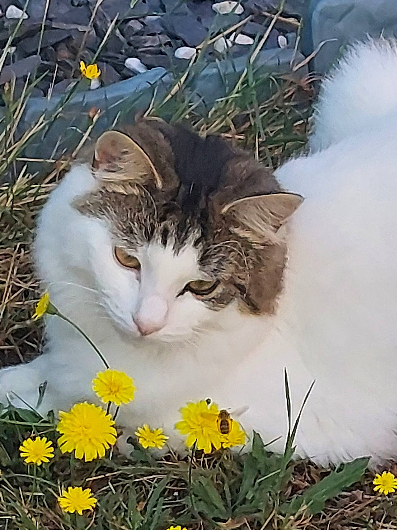 Mabel is registered to the contest to win money with this photo: carnivore, cat, daytime, domestic_short_haired_cat, felidae, flower, flowering_plant, fur, grass, happy, herbaceous_plant, nature, people_in_nature, petal, plant, small_to_medium_sized_cats, tail, tree, whiskers, wildflower