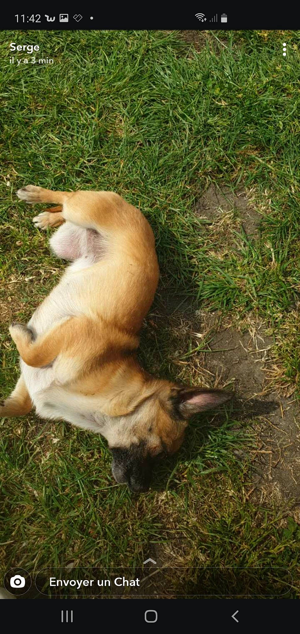 Nina participe au concours pour gagner de l'argent avec cette photo : canidae, carnivore, companion_dog, dog, dog_breed, fawn, grass, ibizan_hound, mammal, pembroke_welsh_corgi, tail, vertebrate, welsh_corgi