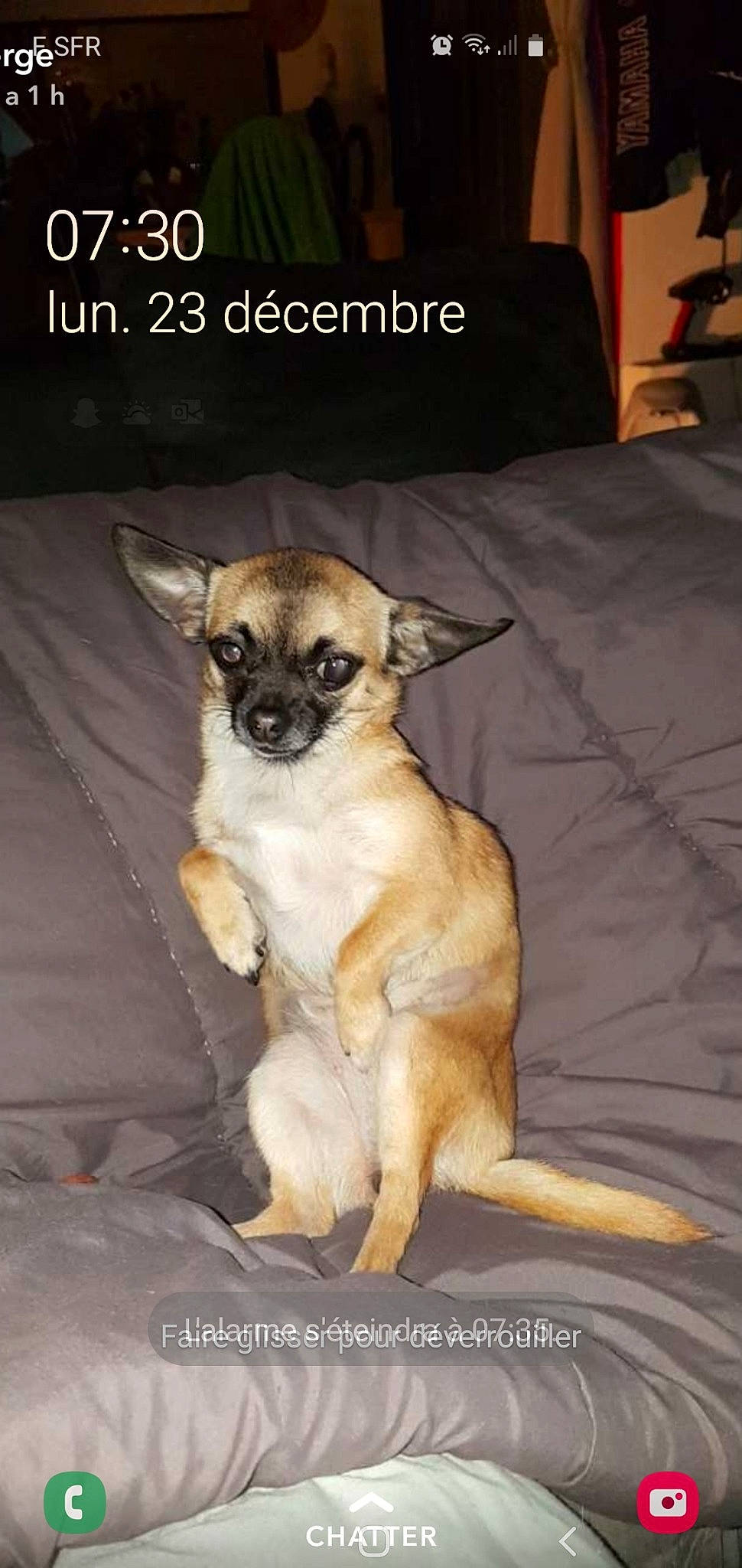 Nina participe au concours pour gagner de l'argent avec cette photo : canidae, carnivore, chihuahua, companion_dog, dog, dog_breed, fawn, mammal, photo_caption, puppy, snout, toy_dog, vertebrate