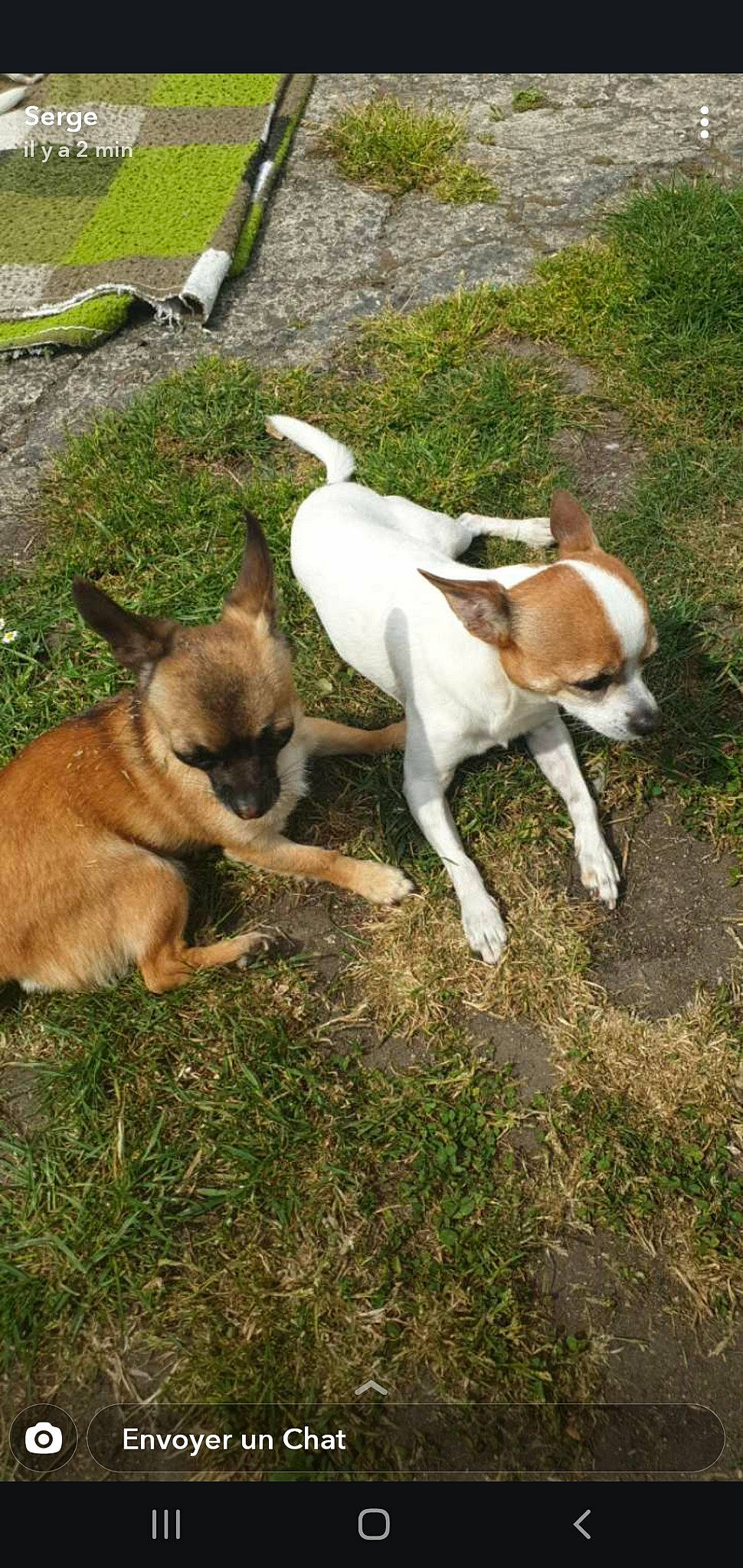 Nina participe au concours pour gagner de l'argent avec cette photo : akita, canidae, carnivore, chihuahua, companion_dog, dog, dog_breed, fawn, fox_terrier, grass, mammal, puppy, smooth_fox_terrier, tail, tenterfield_terrier, treeing_feist, vertebrate