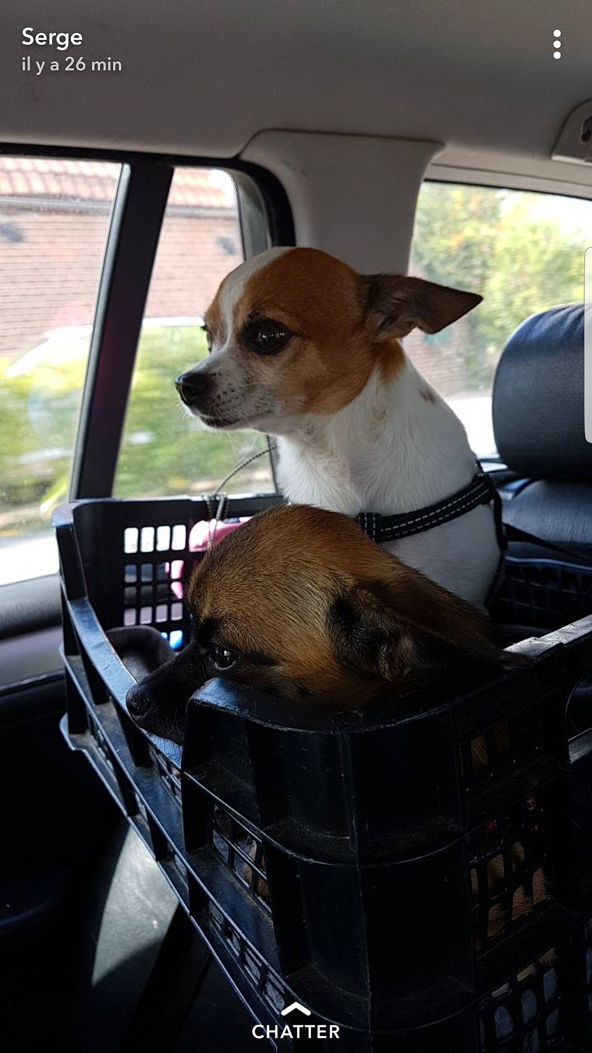 Hobby participe au concours pour gagner de l'argent avec cette photo : auto_part, automotive_window_part, canidae, car, car_seat, carnivore, chihuahua, companion_dog, dog, dog_breed, fawn, feist, mammal, rat_terrier, snout, toy_dog, vehicle, vehicle_door, windshield