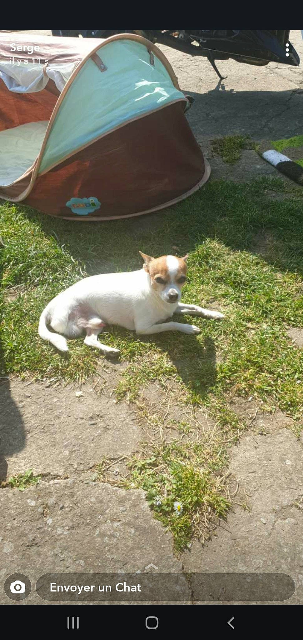 Hobby participe au concours pour gagner de l'argent avec cette photo : canidae, carnivore, chihuahua, companion_dog, dog, dog_breed, fawn, grass, jack_russell_terrier, mammal, pointer, tail