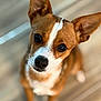adorable, attentive, big_eyes, bokeh, brown_fur, close_up, dog, ears, front_view, hardwood_floor, indoor, looking_up, nose, pet, portrait, puppy, shallow_depth_of_field, sitting, whiskers, white_marking