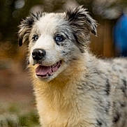 Aristote a rejoint le concours — aidez-le/la à gagner de superbes lots ! dog, puppy, pet, merle, blue_eyes, fur, tongue, standing, outdoors, grass, portrait, bokeh, happy, ears, nose, young, animal, canine, backyard, playful