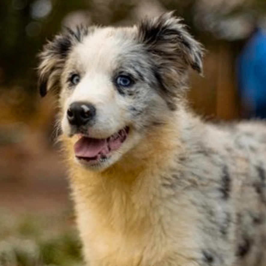 Aristote a rejoint le concours — aidez-le/la à gagner de superbes lots ! animal, backyard, blue_eyes, bokeh, canine, dog, ears, fur, grass, happy, merle, nose, outdoors, pet, playful, portrait, puppy, standing, tongue, young