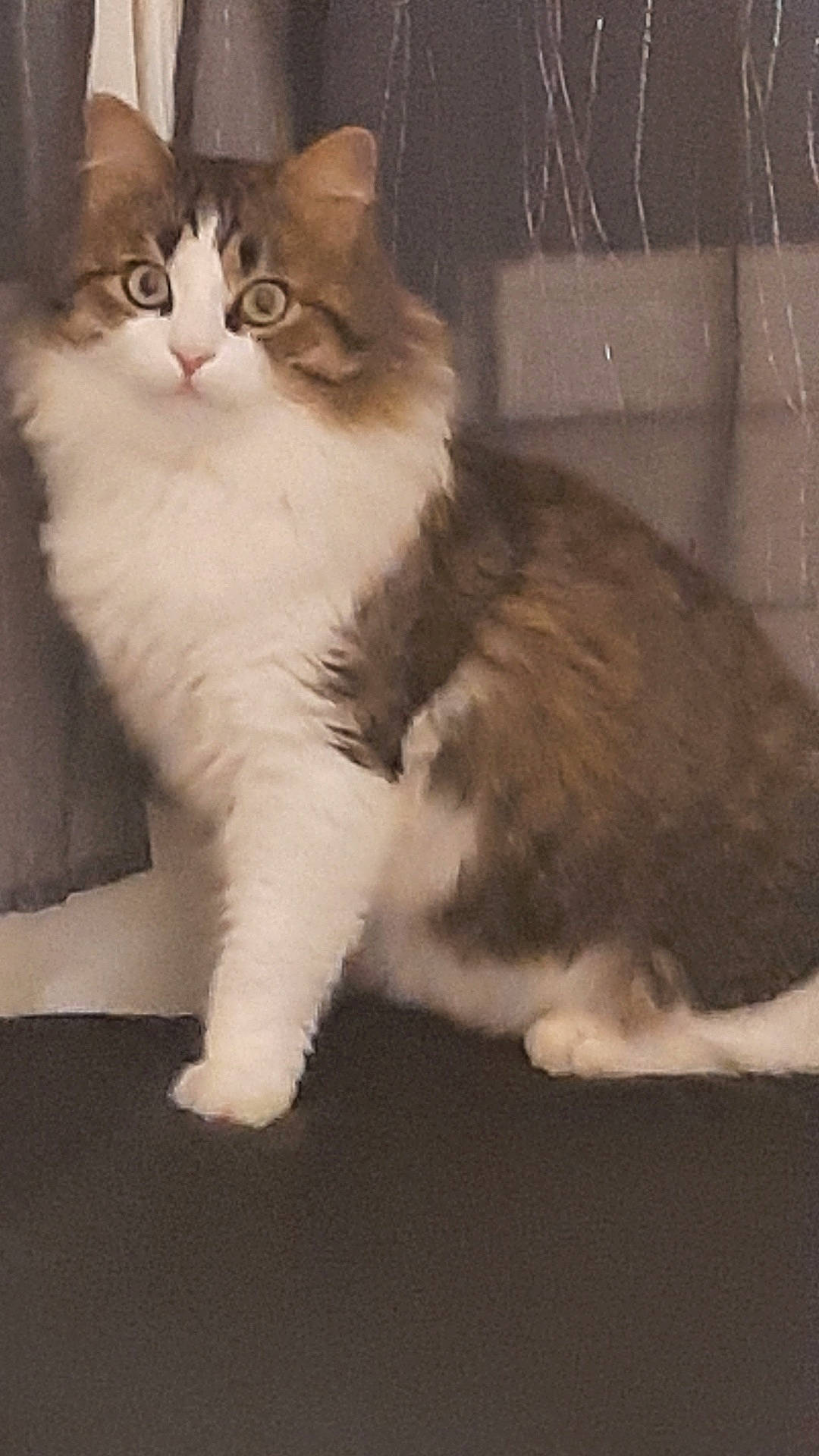 Sirène
