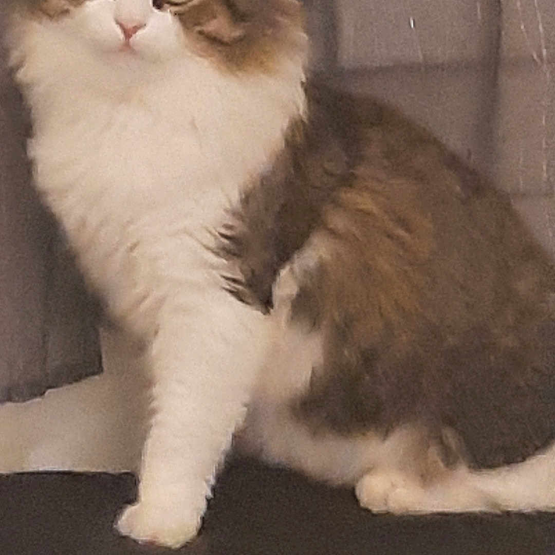 Sirène