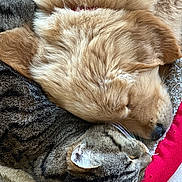 Vika a rejoint le concours — aidez-le/la à gagner de superbes lots ! abyssinian, animal, blanket, canine, cat, clothing, couch, dog, fur, furniture, goldenretriever, hardwood, hound, kitten, manx, person, pet, puppy, sleeping, wood