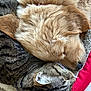 abyssinian, animal, blanket, canine, cat, clothing, couch, dog, fur, furniture, goldenretriever, hardwood, hound, kitten, manx, person, pet, puppy, sleeping, wood