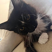 Bmo joined the competition — help win amazing prizes! kitten, cat, black_and_white, whiskers, paws, couch, indoor, curious, pet, feline, close_up, fluffy, young_cat, yellow_eyes, soft_fur, resting, home, animal, cute, playful