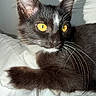 Bmo is registered to the contest to win money with this photo: cat, tuxedo_cat, yellow_eyes, whiskers, close_up, pet, feline, animal, indoor, resting, fur, portrait, cute, domestic_animal, sleepy, shadow, white_background, paw, relaxed, soft