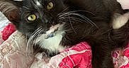 Bmo joined the competition — help win amazing prizes! cat, kitten, tuxedo_cat, yellow_eyes, whiskers, quilt, blanket, pink, white, black, fur, pet, indoor, cute, resting, closeup, animal, cozy, soft, relaxed