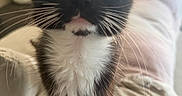 Bmo joined the competition — help win amazing prizes! animal, black_and_white, cat, close_up, couch, cozy, curious, cute, domestic, fur, furniture, indoor, kitten, pet, sitting, soft_light, whiskers, wide_eyes, window, young_cat