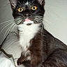 cat, tuxedo_cat, whiskers, yellow_eyes, pink_tongue, pet, animal, feline, indoor, bed, pillow, fur, black_and_white, curious, portrait, close_up, domestic_cat, cute, sitting, wall