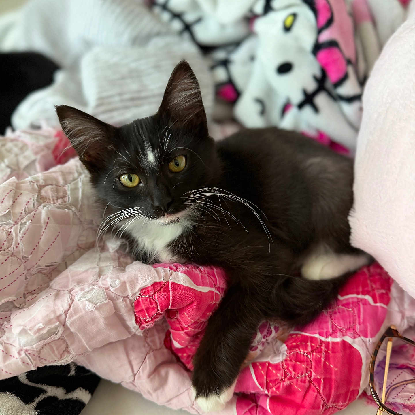 Bmo is registered to the contest to win money with this photo: cat, kitten, black_and_white, whiskers, yellow_eyes, quilt, blanket, hello_kitty, glasses, cozy, indoor, resting, cute, pet, feline, close_up, soft_texture, comfort, curious, domestic