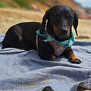 Zigzag participe au concours pour gagner de l'argent avec cette photo : dog, dachshund, beach, sand, towel, bandana, harness, outdoor, sunny, relaxing, pet, animal, canine, brown, black, closeup, lying_down, nature, coast, daytime