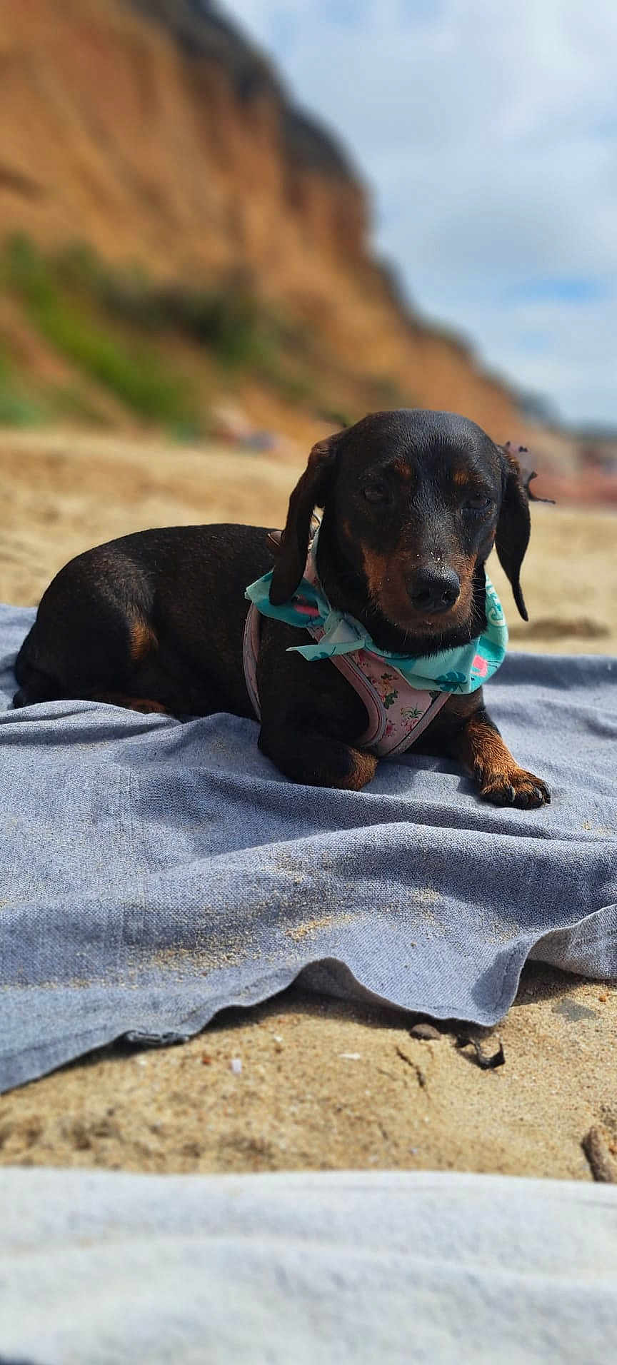 Zigzag participe au concours pour gagner de l'argent avec cette photo : dog, dachshund, beach, sand, towel, bandana, harness, outdoor, sunny, relaxing, pet, animal, canine, brown, black, closeup, lying_down, nature, coast, daytime