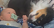 Liam Alexander is registered to the contest to win money with this photo: baby, infant, child, dog, puppy, tri_color_dog, pacifier, blanket, couch, indoors, portrait, lying_down, sleepy, cozy, pet, animal, fluffy, face, home, adorable