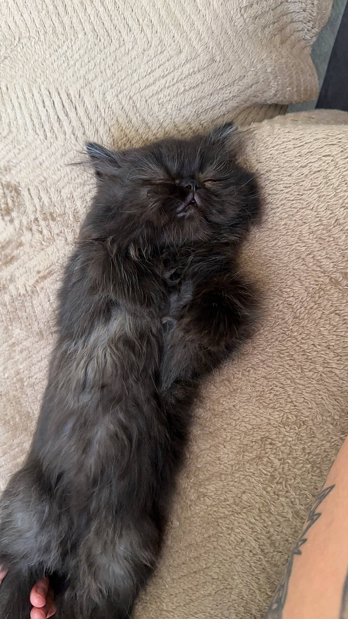 Milo participe au concours pour gagner de l'argent avec cette photo : black_cat, carnivore, cat, claw, comfort, couch, dog_breed, domestic_short_haired_cat, fawn, felidae, flooring, fur, grey, human_leg, paw, small_to_medium_sized_cats, snout, tail, terrestrial_animal, whiskers