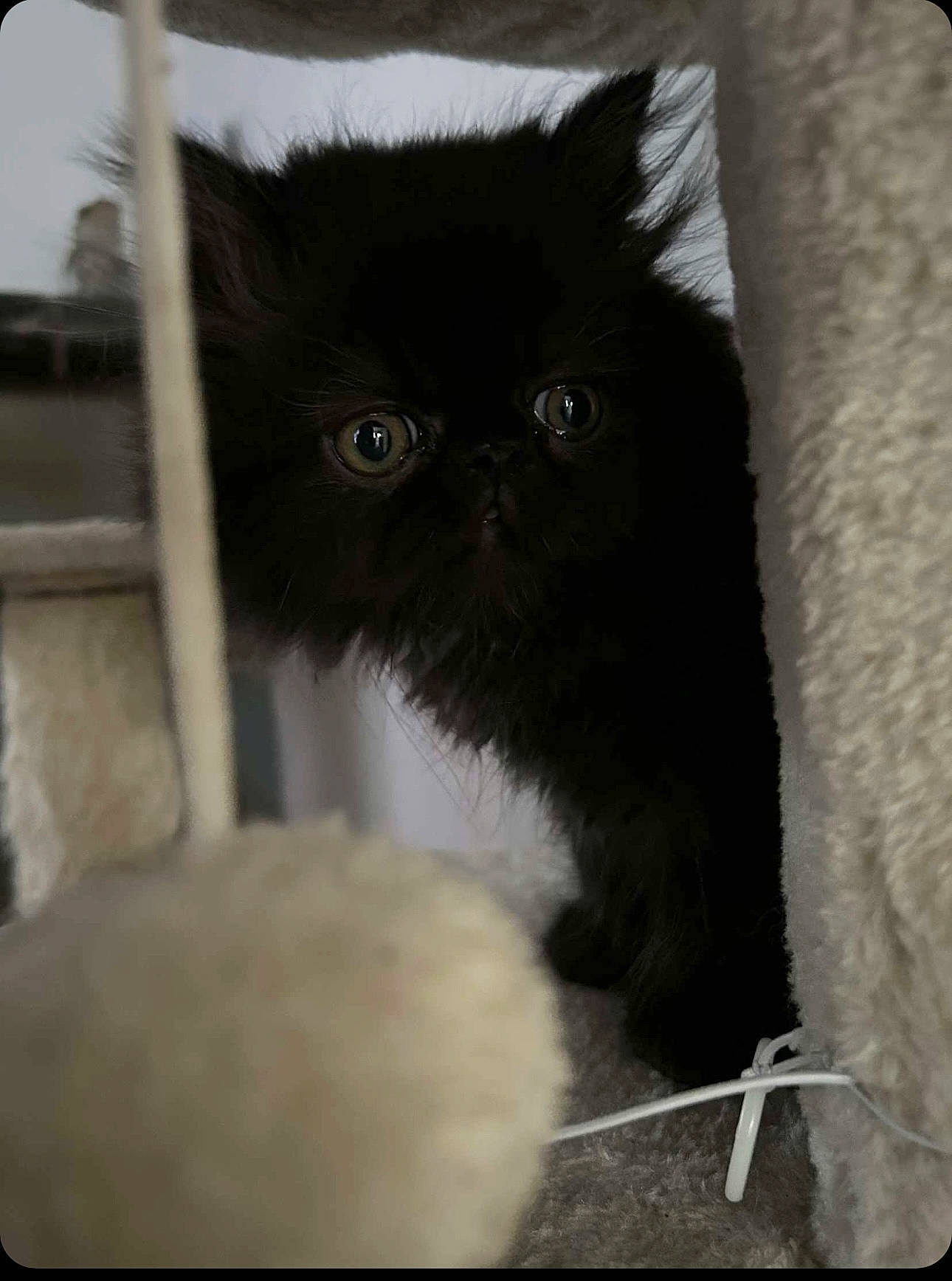 Milo participe au concours pour gagner de l'argent avec cette photo : black_cat, carnivore, cat, comfort, fawn, felidae, fur, small_to_medium_sized_cats, snout, tail, terrestrial_animal, whiskers