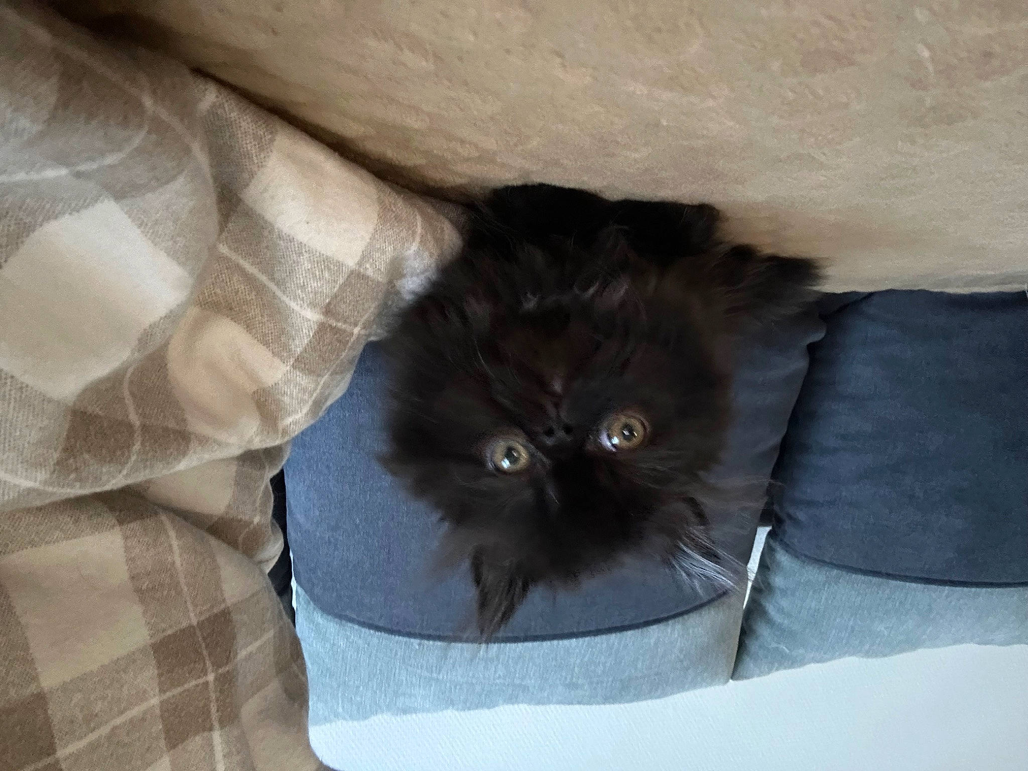 Milo a rejoint le concours — aidez-le/la à gagner de superbes lots ! black_cat, carnivore, cat, cat_bed, comfort, felidae, fur, grey, pattern, plaid, small_to_medium_sized_cats, terrestrial_animal, whiskers