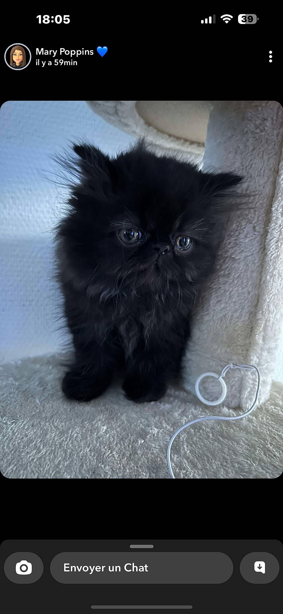 Milo participe au concours pour gagner de l'argent avec cette photo : black_cat, carnivore, cat, eye, felidae, font, fur, monochrome_photography, photo_caption, rectangle, small_to_medium_sized_cats, snout, tail, terrestrial_animal, whiskers