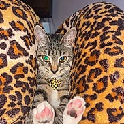 Macy is registered to the contest to win money with this photo: bell, blanket, cat, close_up, collar, cozy, ears, feline, heart_tag, indoor, kitten, leopard_print, paw_pads, paws, pet, pink_paws, portrait, striped_fur, tabby, whiskers