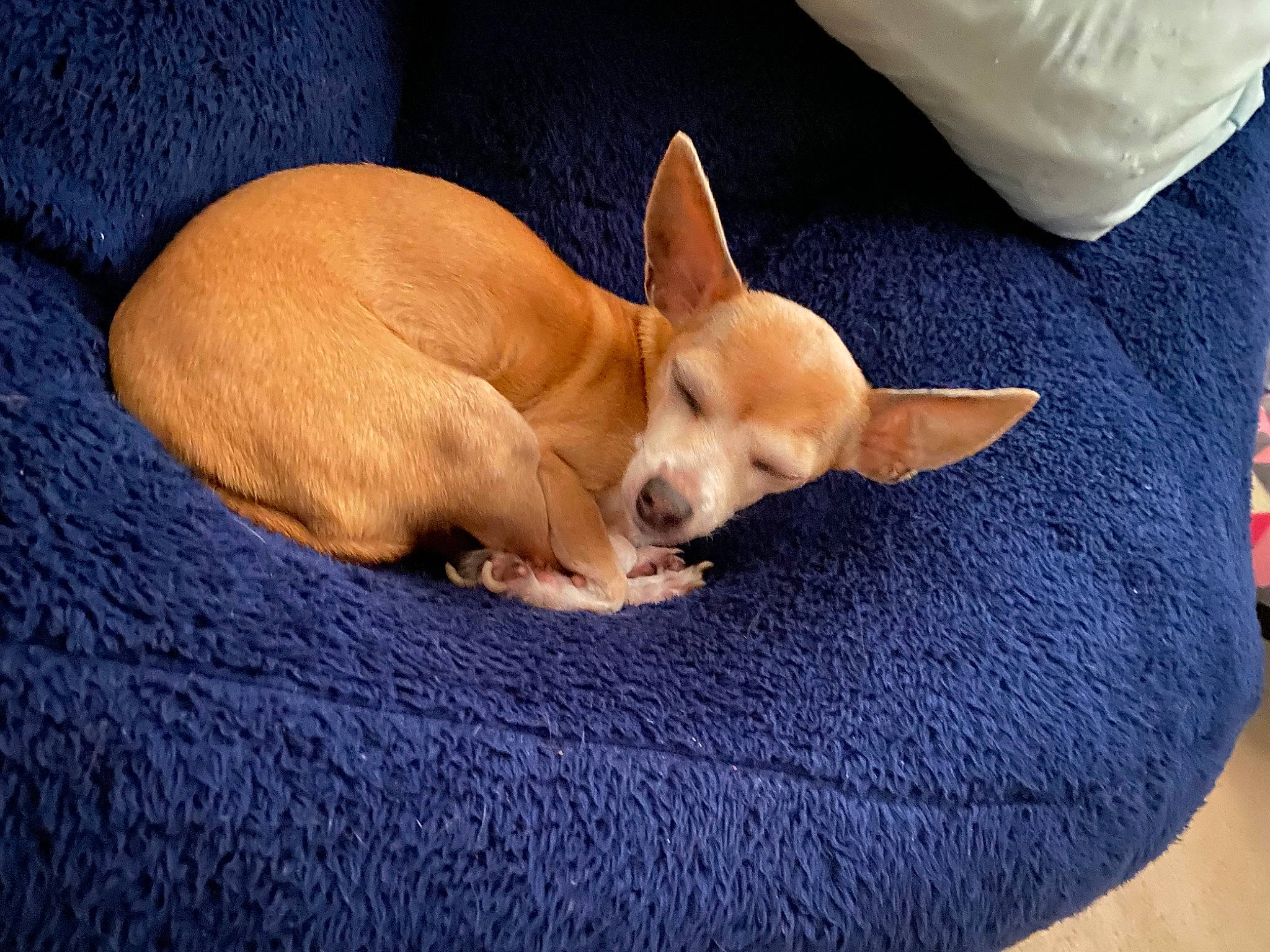 Diamond is registered to the contest to win money with this photo: canidae, carnivore, chihuahua, comfort, companion_dog, corgi_chihuahua, dog, dog_breed, dog_supply, ear, fawn, linens, nap, snout, sporting_group, tail, terrestrial_animal, toy_dog, whiskers, working_animal