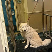 Sissy is registered to the contest to win money with this photo: dog, white_dog, fluffy, sitting, indoor, hotel, luggage_cart, bellhop, leash, fur, tail, face, portrait, carpet, door, hallway, railing, travel, pet, funny